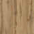 Dąb_Wotan.webp